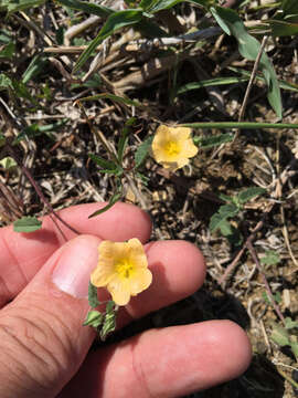 Image of Sida abutifolia