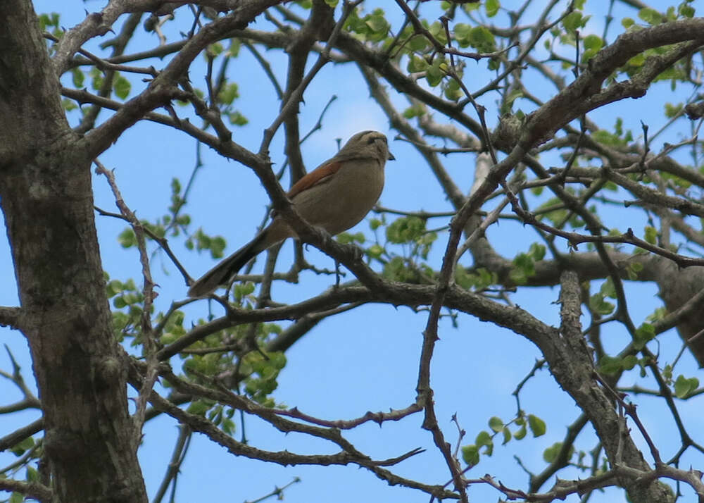 Image of Brown-crowned Tchagra