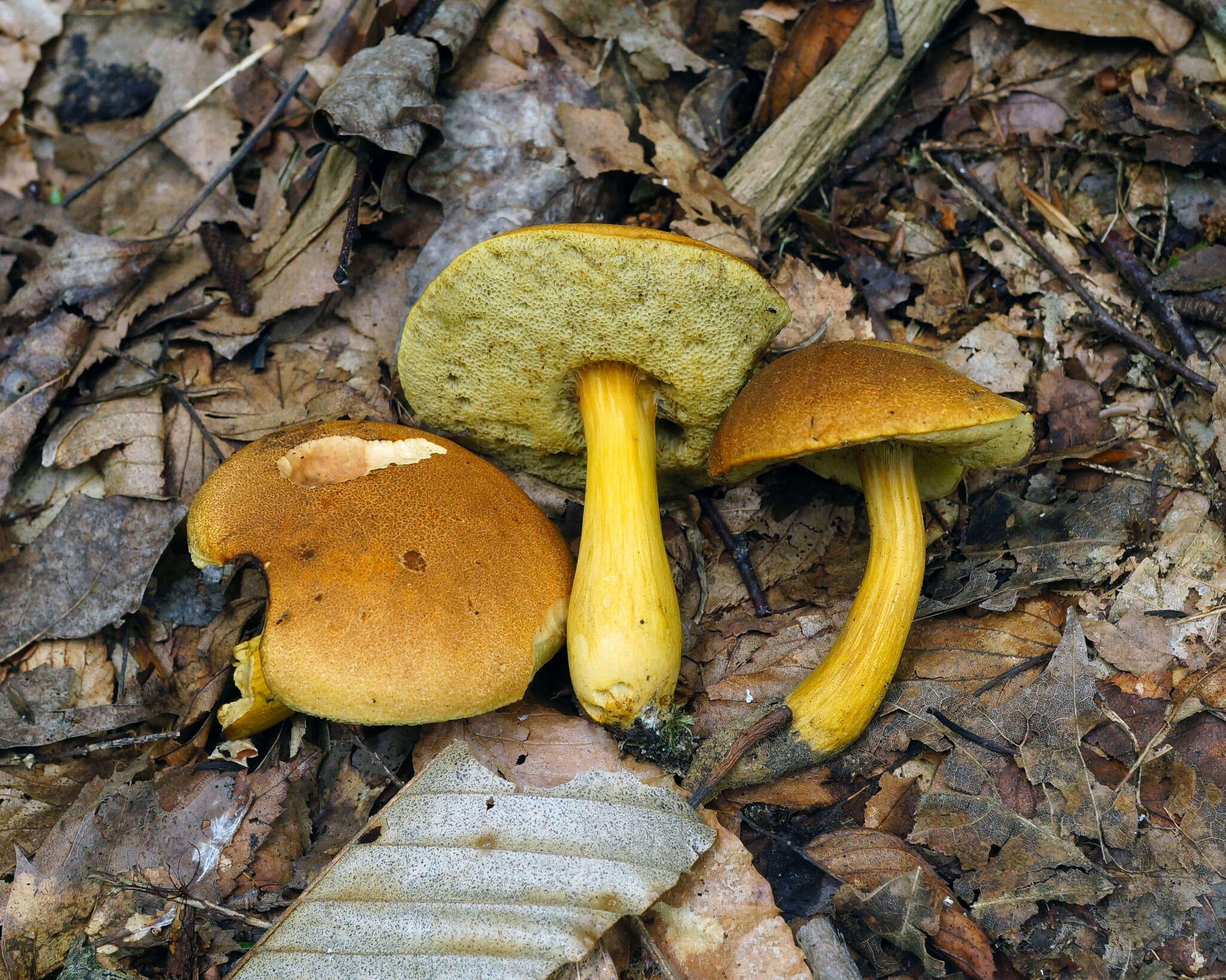 Image of Aureoboletus roxanae (Frost) Klofac 2010