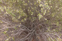 Image of Leucopogon cordifolius Lindl.