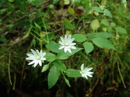 Image of Tennessee starwort