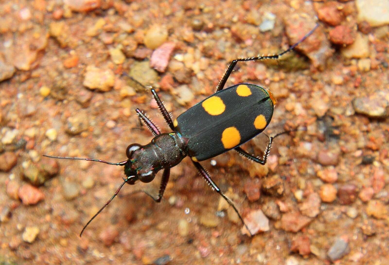 Image of Cicindela (Calochroa) bicolor haemorrhoidalis Wiedemann 1823