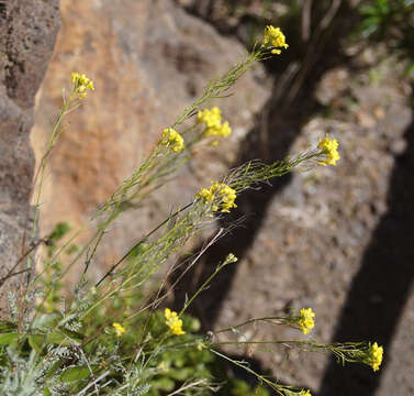 Plancia ëd Descurainia bourgaeana (E. Fourn.) Webb