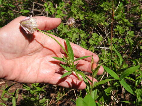 Image de Trifolium kingii subsp. productum (Greene) D. Heller