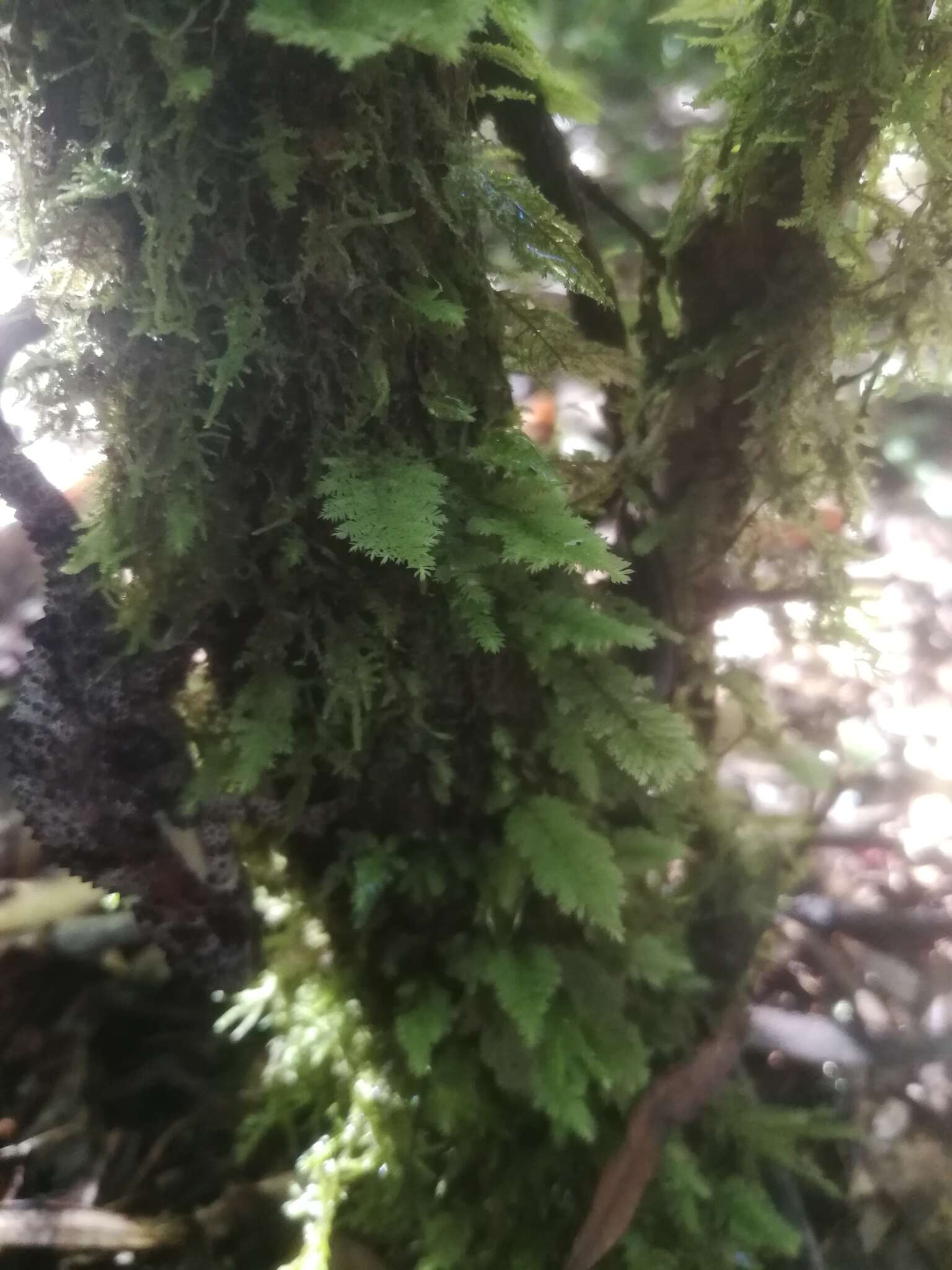 Image of Smith's leptodon moss