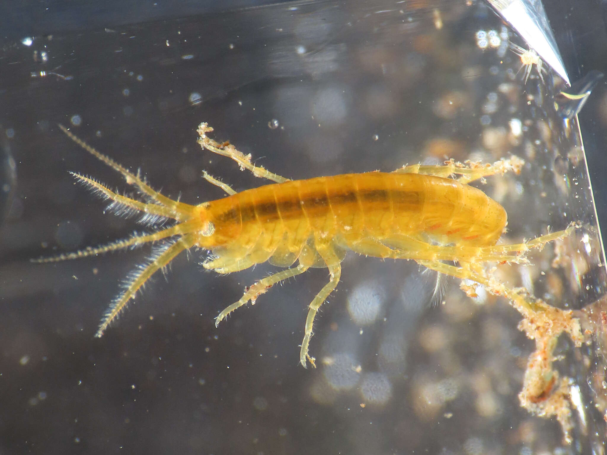 Image of Gammarus elvirae Iannilli & Ruffo 2002