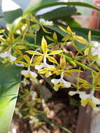 Image of Mr. Stamford’s Epidendrum