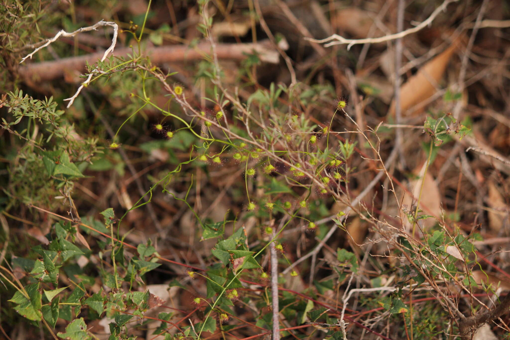 Image of Drosera macrantha Endl.