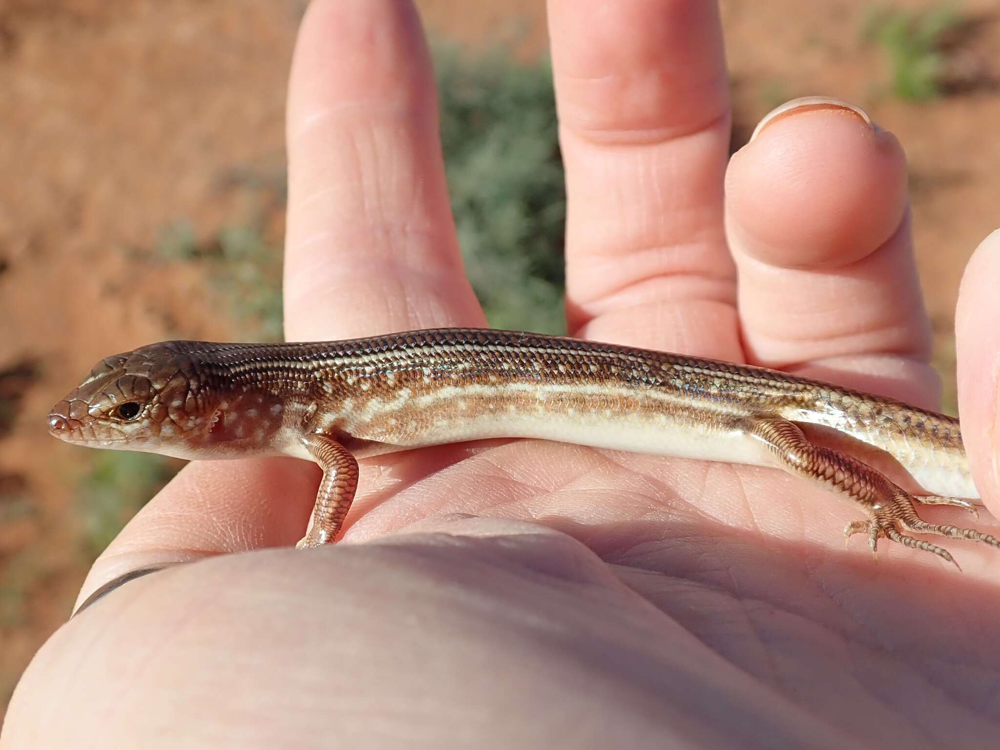 صورة Ctenotus leonhardii (Sternfeld 1919)