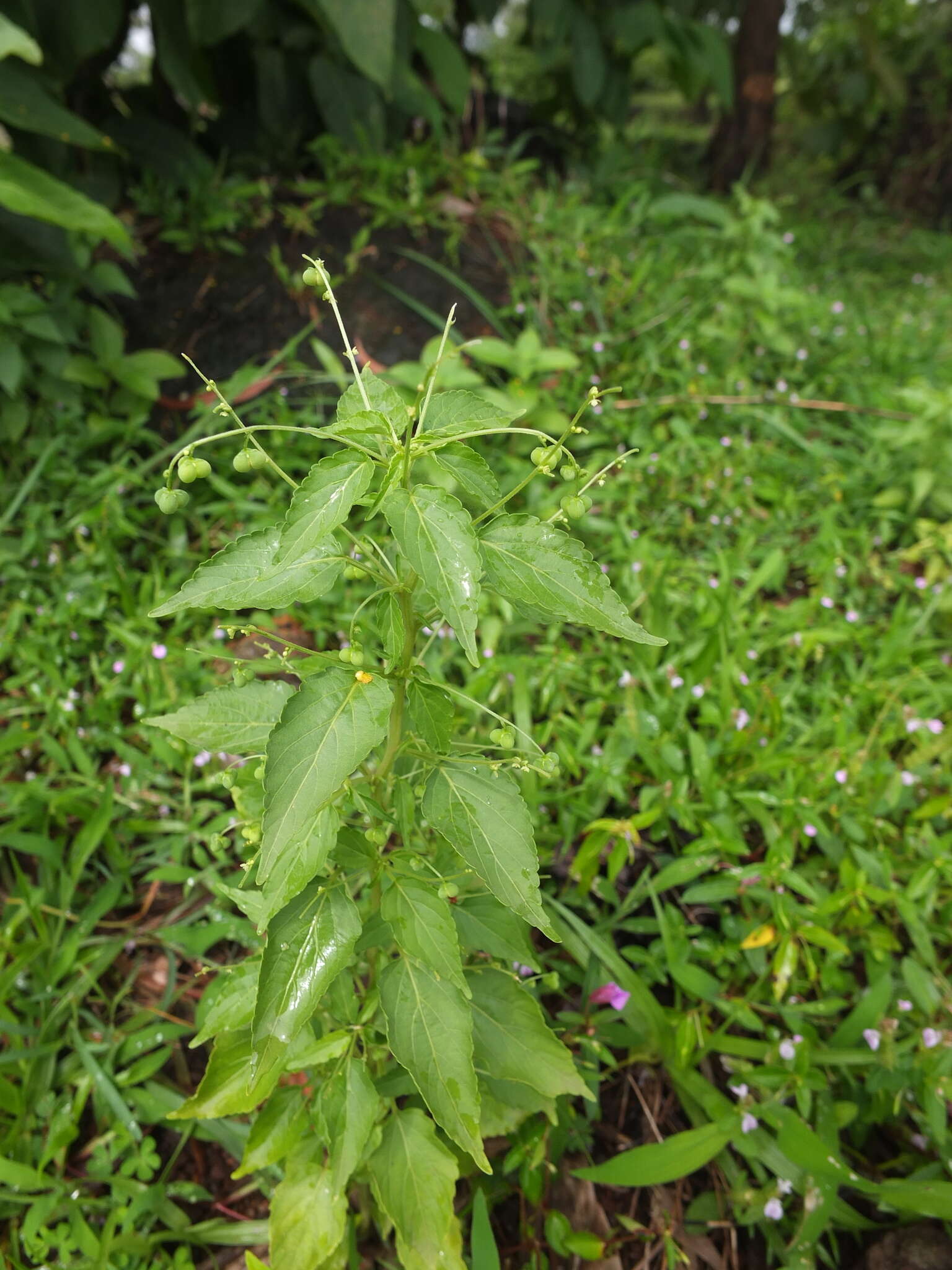 Image of Micrococca mercurialis (L.) Benth.