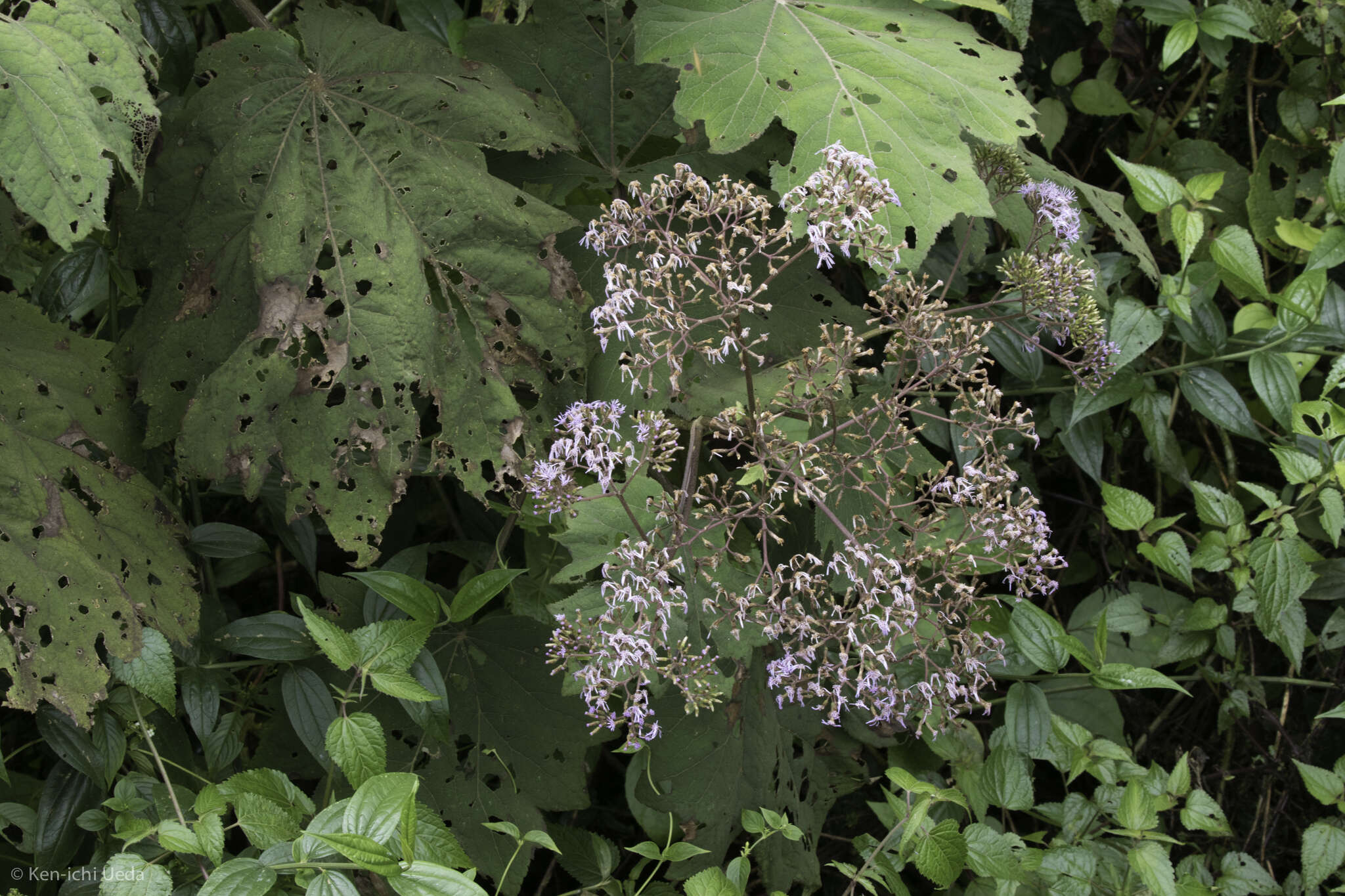 Neomirandea angularis (B. L. Rob.) R. King & H. Rob. resmi