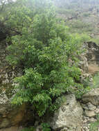 Image of Sambucus tigranii Troitsky