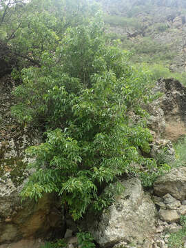 Imagem de Sambucus tigranii Troitsky