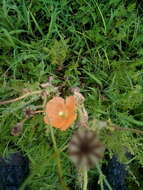 Image of Orange poppy