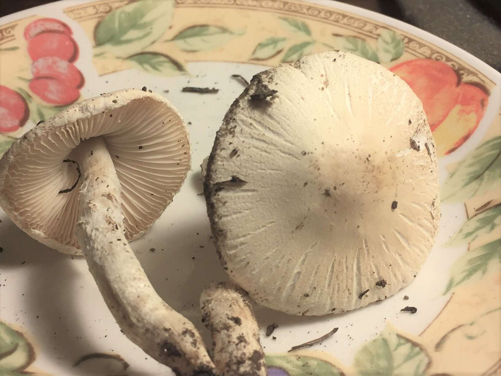 Слика од Lepiota erminea (Fr.) P. Kumm. 1871