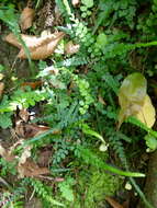 Image de Polystichum rhizophyllum (Sw.) C. Presl