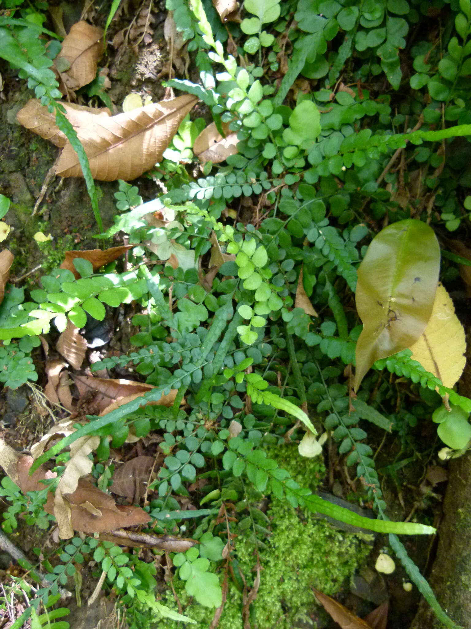 Image of tailed hollyfern