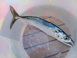 Image of Atlantic Mackerel