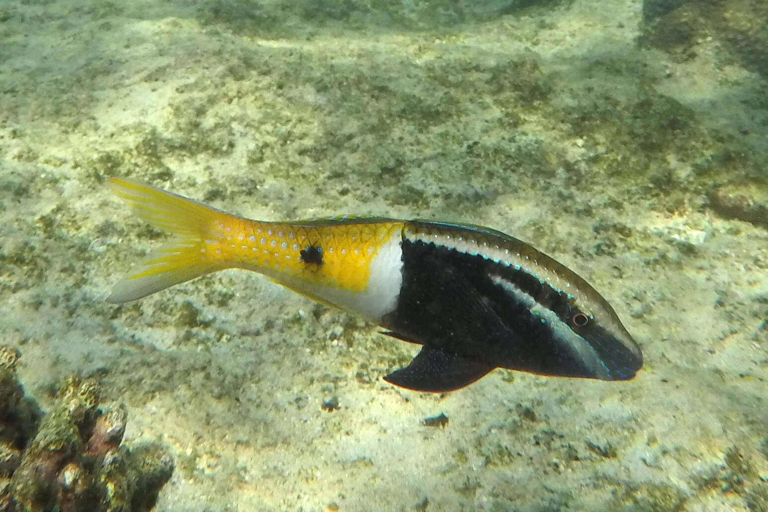 Image of Bicolor goatfish