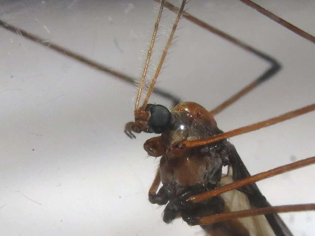 Image of Sigmatomera (Austrolimnobia) victoriae (Alexander 1924)