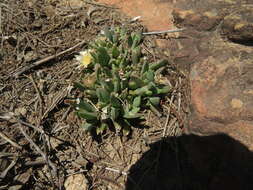 Imagem de Corpuscularia angustipetala (Lavis) H. E. K. Hartmann