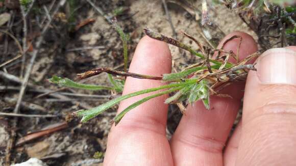 Image of Centella tridentata (L. fil.) Drude ex Domin