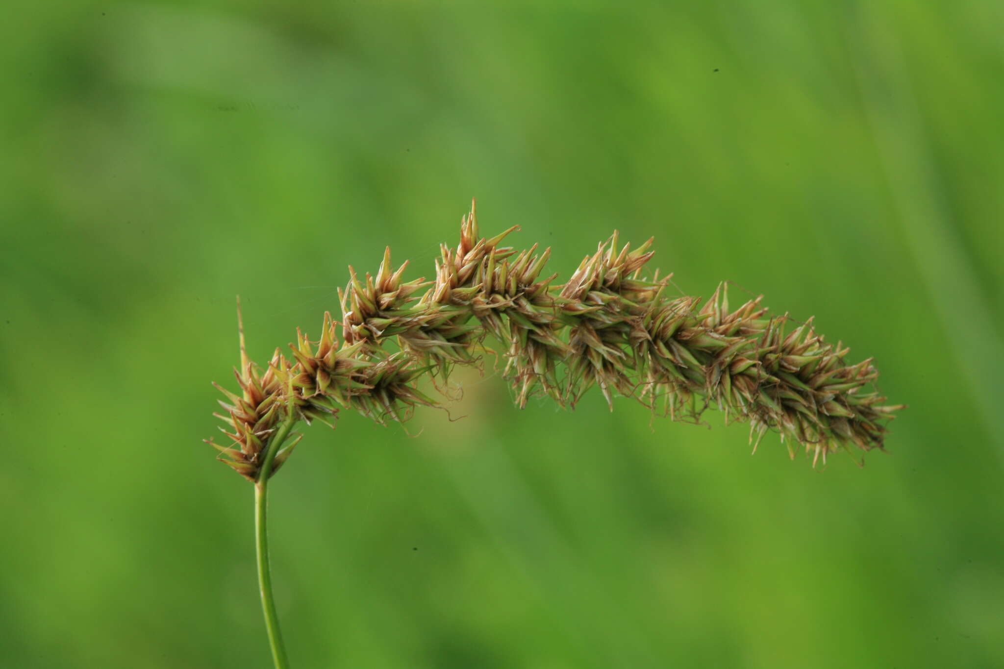 Image of Carex laevissima Nakai