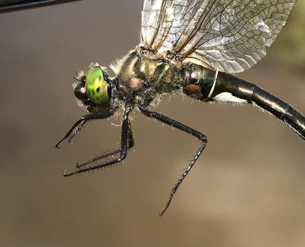 Image of Downy Emerald