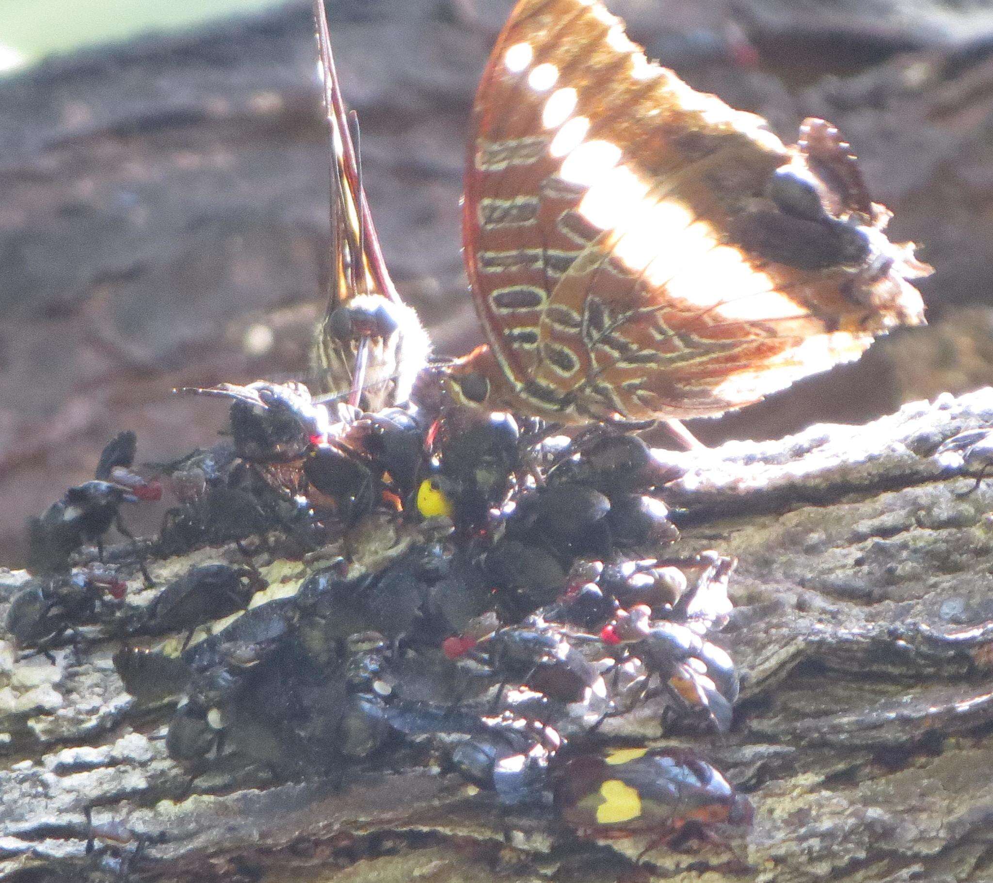 Charaxes brutus natalensis Staudinger 1886的圖片