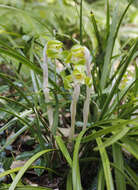 Image of Noble orchid