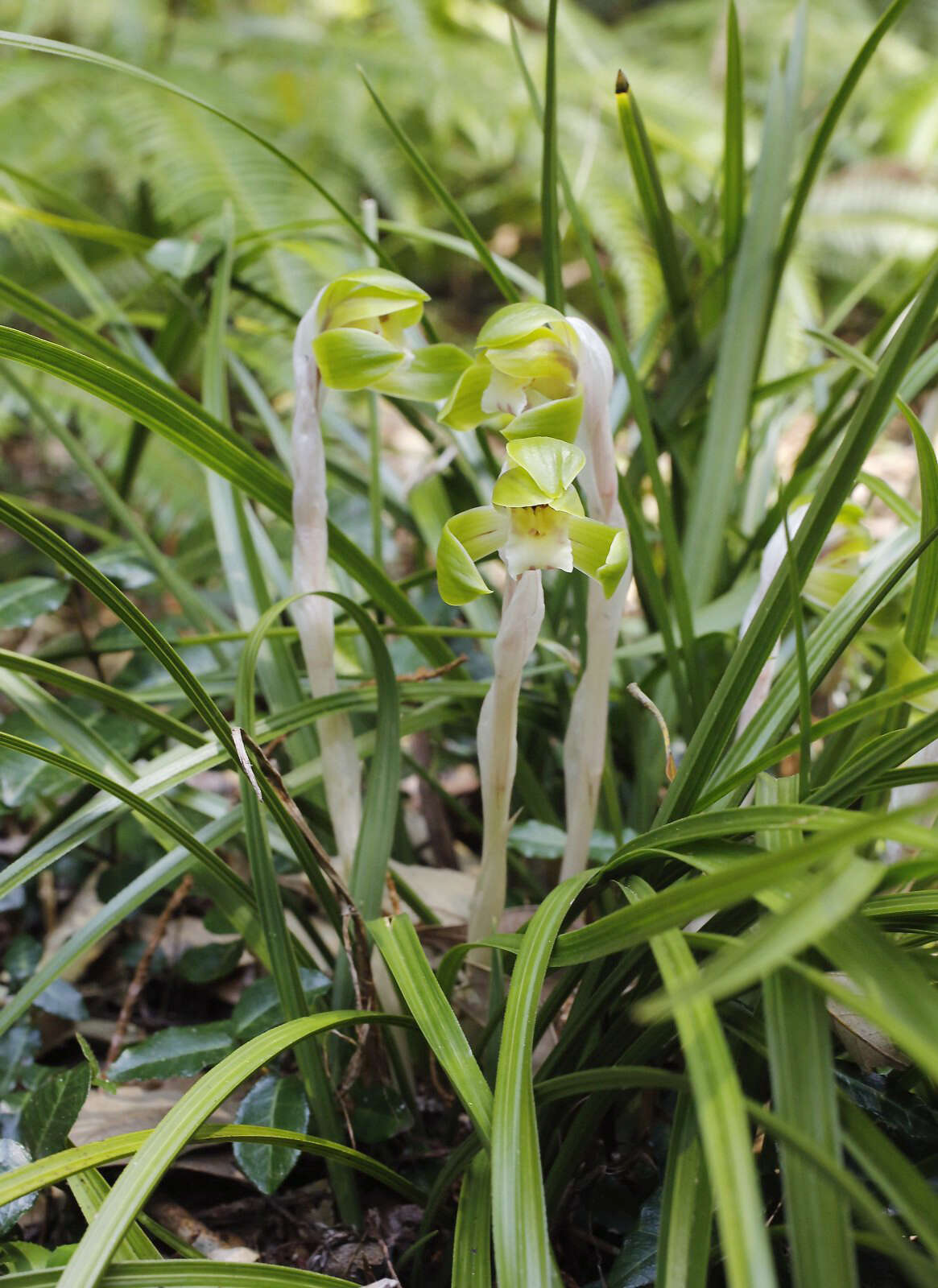 Image de Cymbidium goeringii (Rchb. fil.) Rchb. fil.