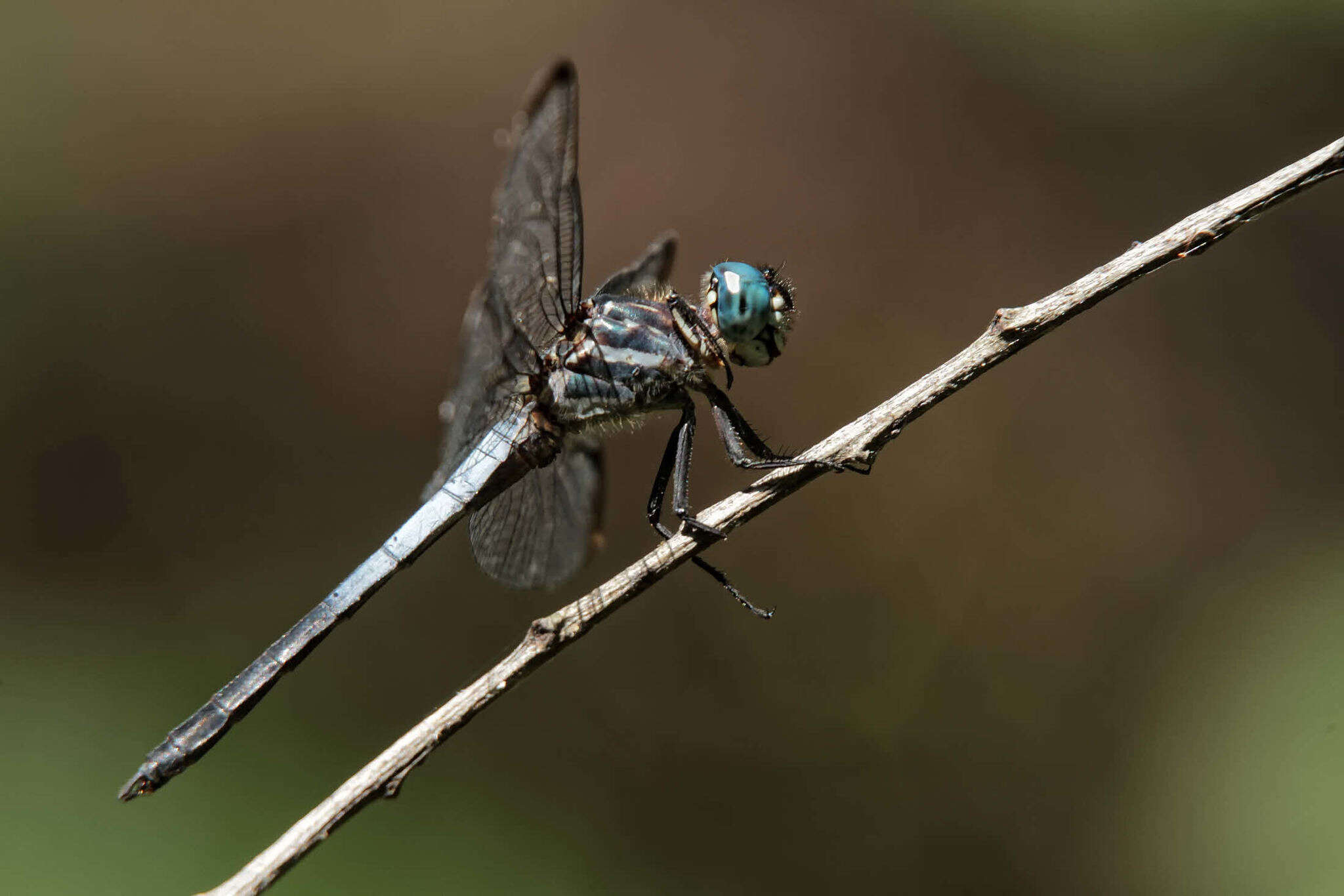 Image of Gray-waisted Skimmer