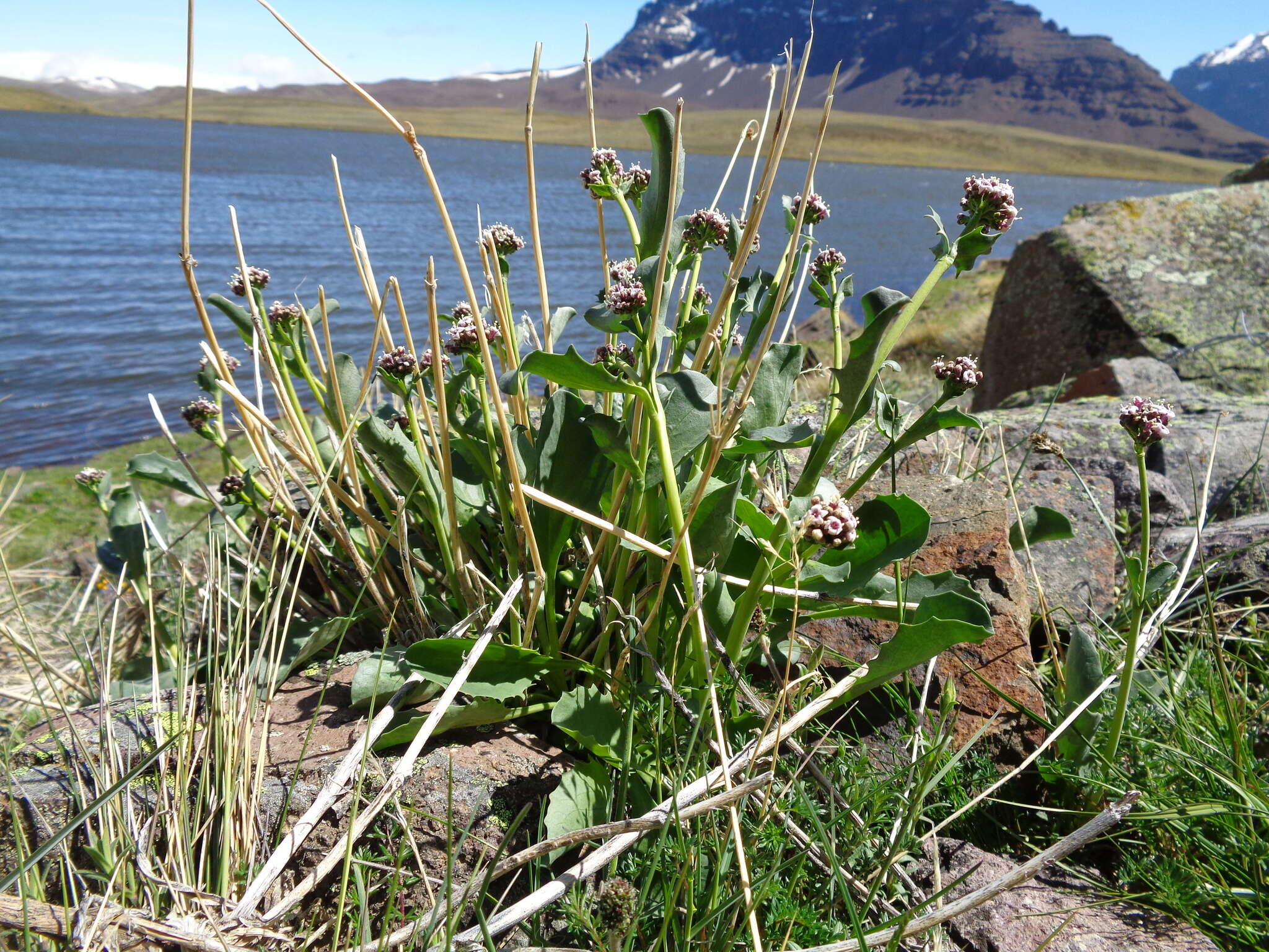 Image of Valeriana carnosa Sm.