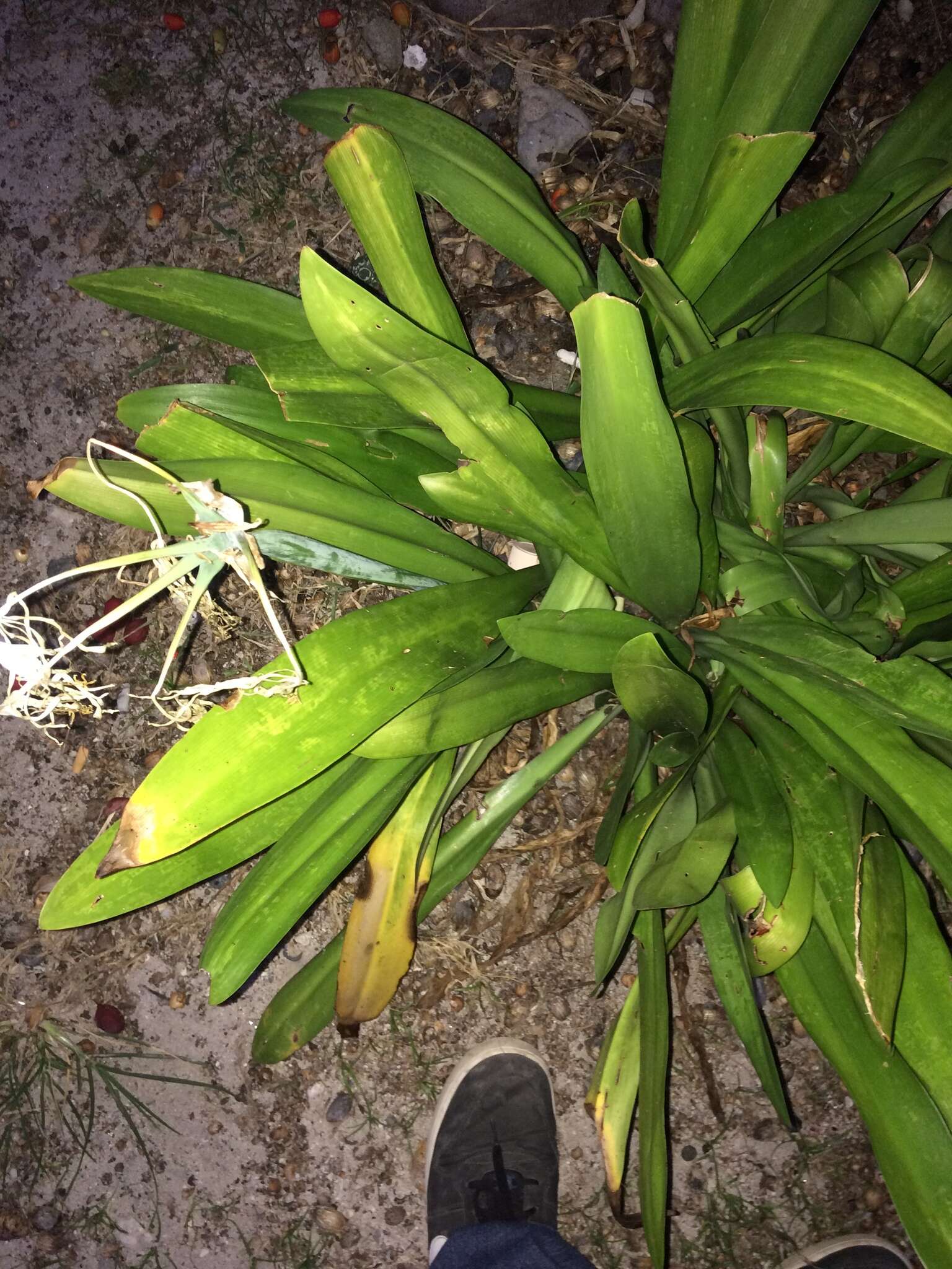 Image of beach spiderlily