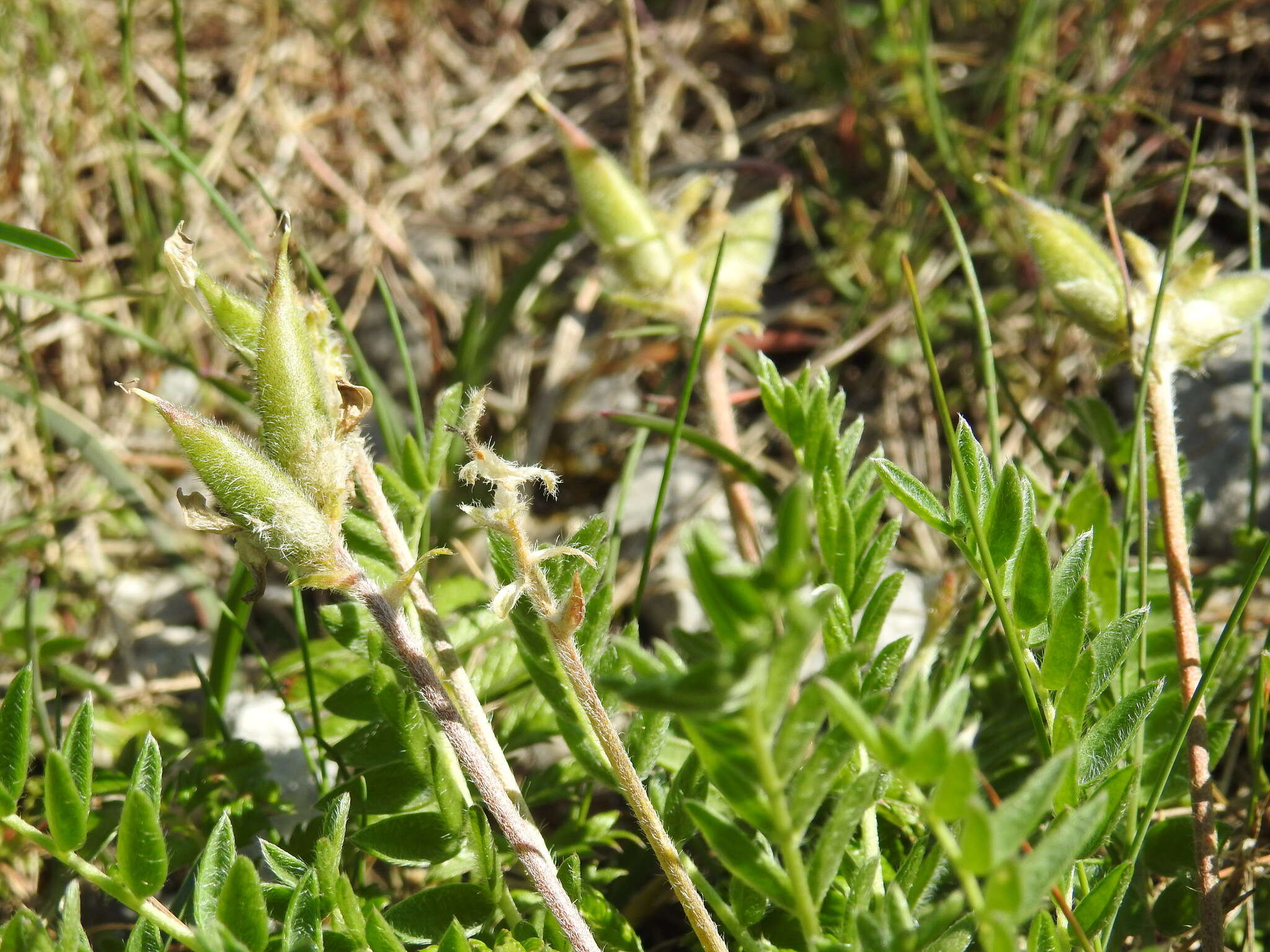 Слика од Oxytropis campestris var. johannensis Fernald