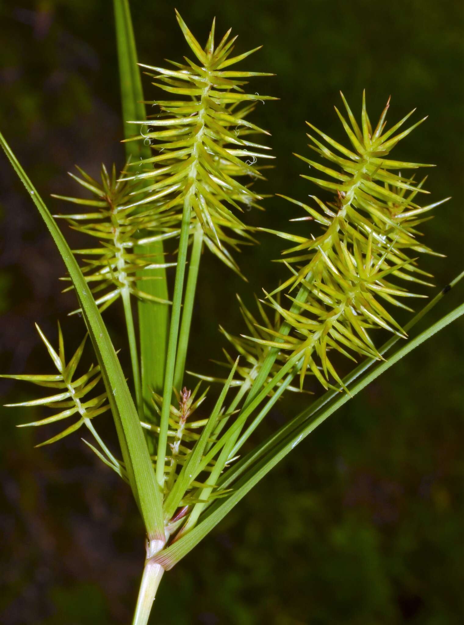 Слика од Cyperus hystricinus Fernald