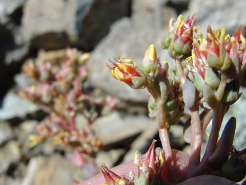 Image of Sedum kiersteadiae