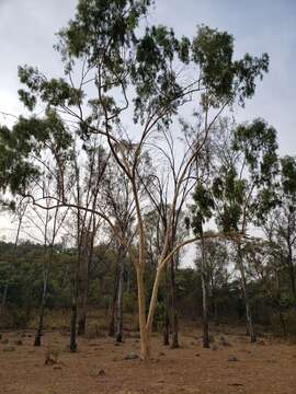 Image of lemonscented gum