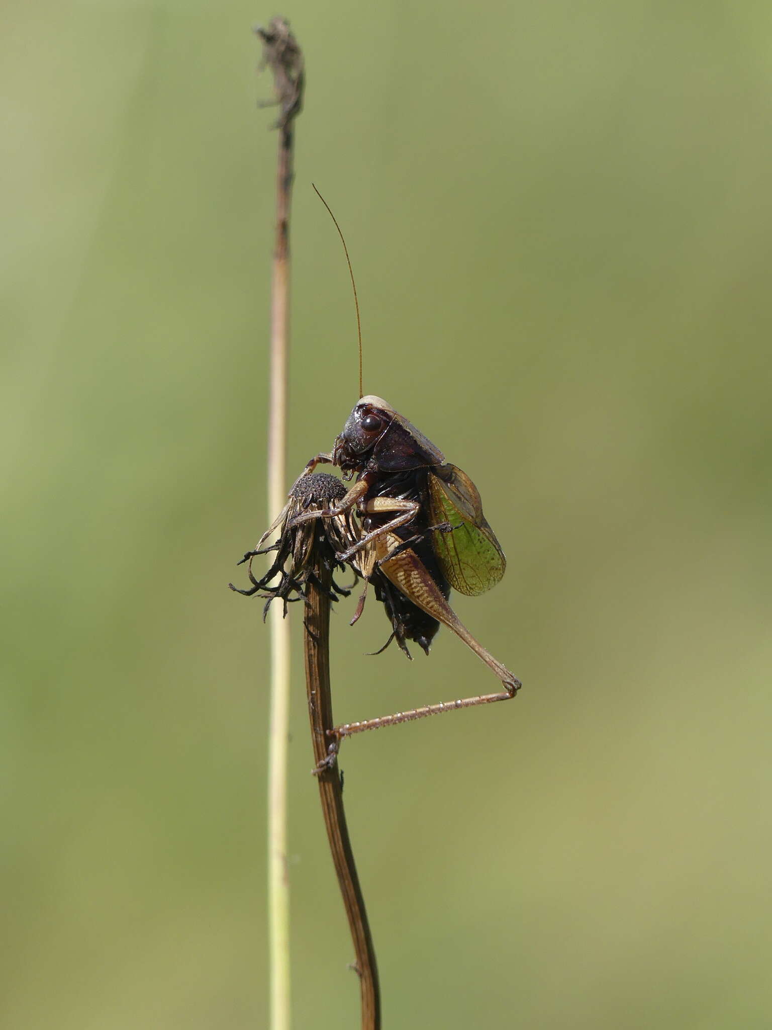 Image de Zeuneriana abbreviata (Serville 1838)