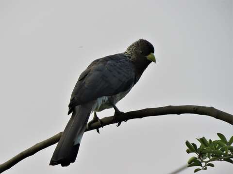 Image of Eastern Plantain-eater