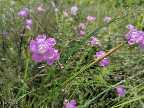 Image of Seminole False Foxglove