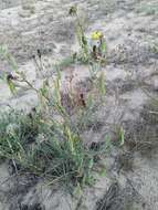 Image of Tragopogon bjelorussicus Artemczuk