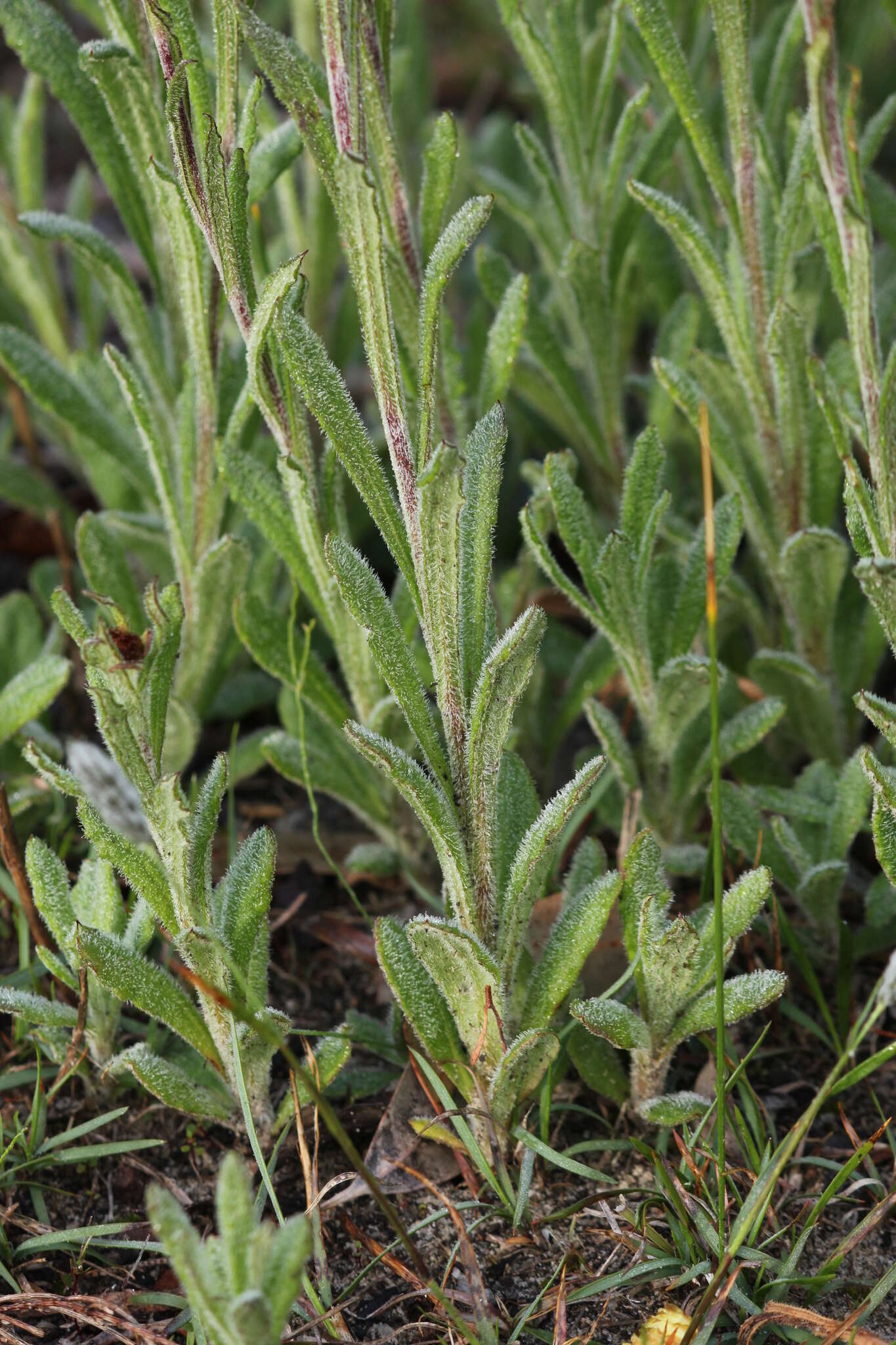 Plancia ëd Coronidium scorpioides (Labill.) Paul G. Wilson