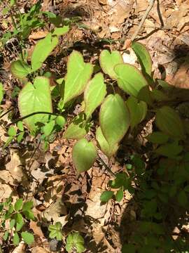 Image of <i>Epimedium rubrum</i>