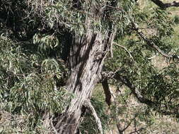 Image of Acacia harpophylla F. Muell. ex Benth.