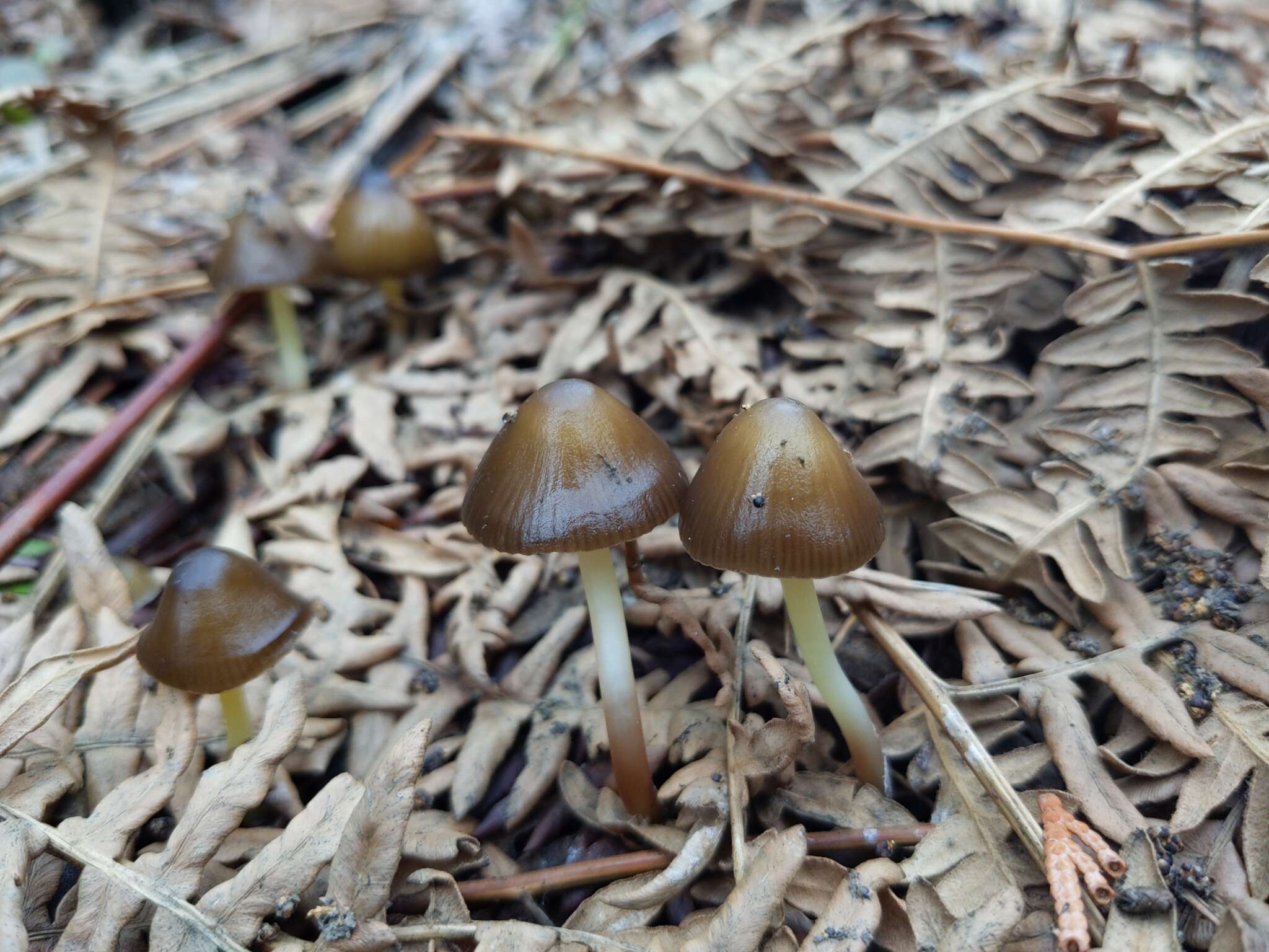 Sivun Mycena nivicola B. A. Perry & Desjardin 2016 kuva