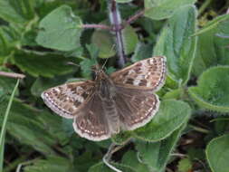 Image of dingy skipper