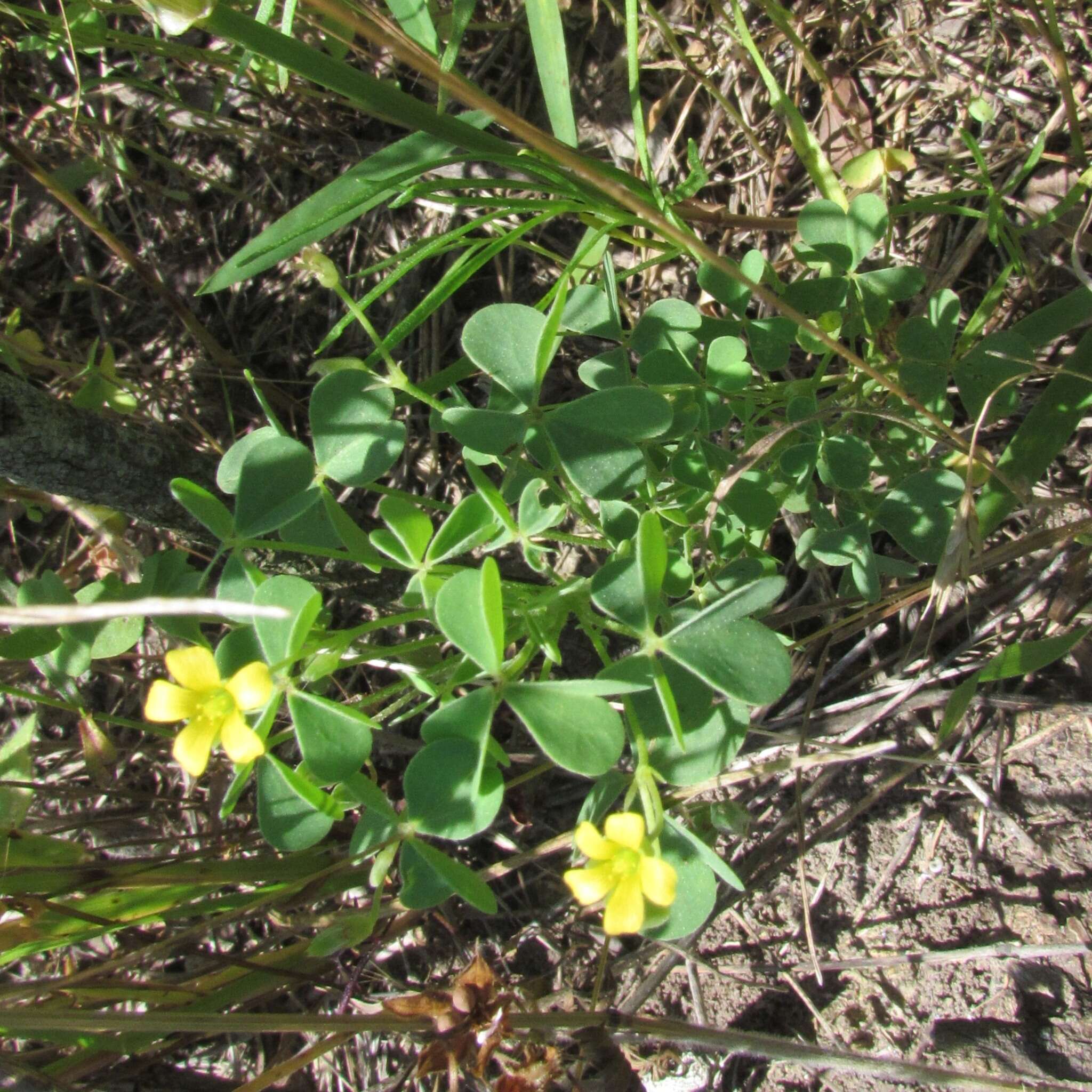 Image of slender yellow woodsorrel