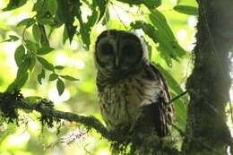 Image of Fulvous Owl