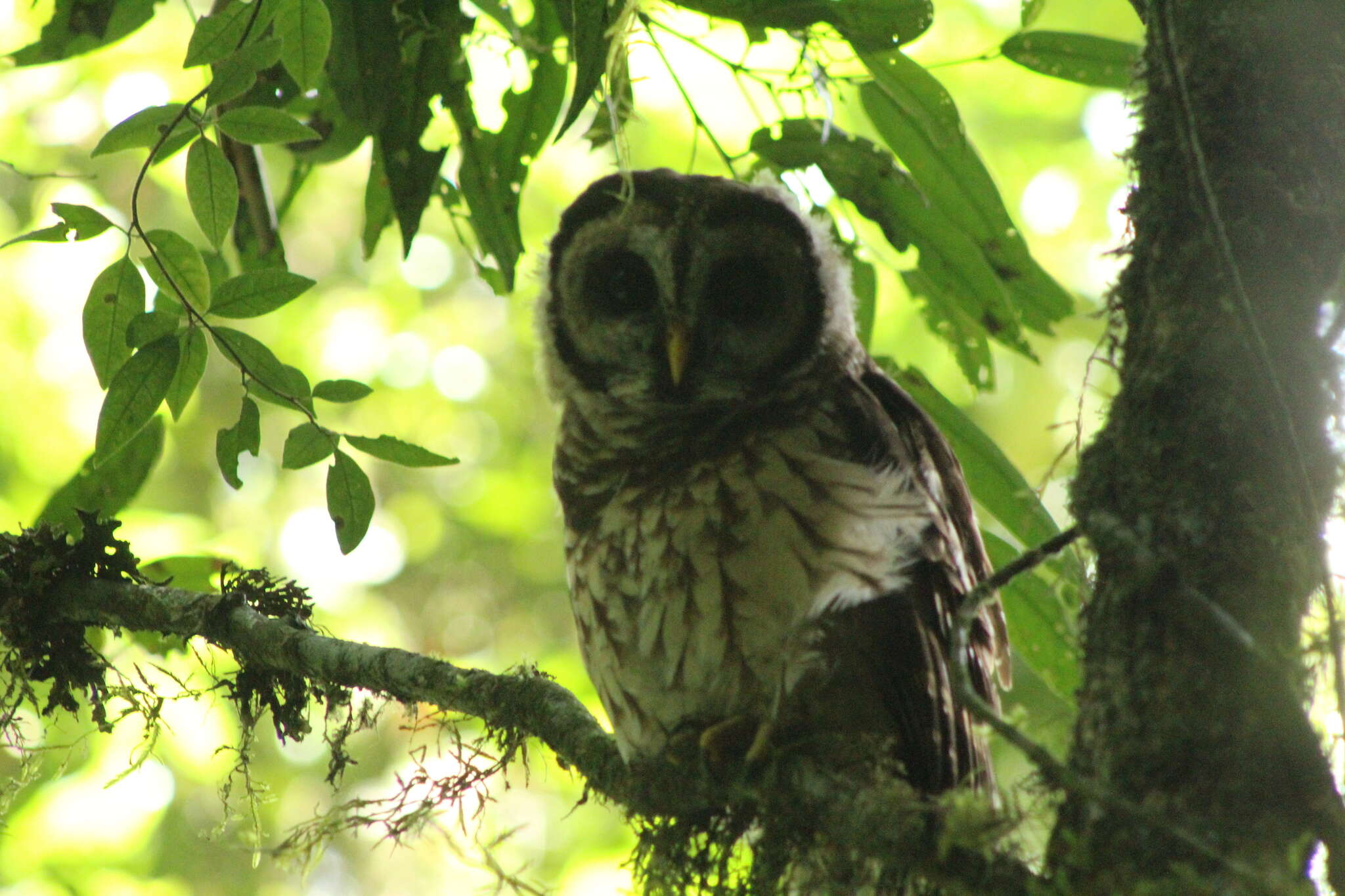 Image of Fulvous Owl